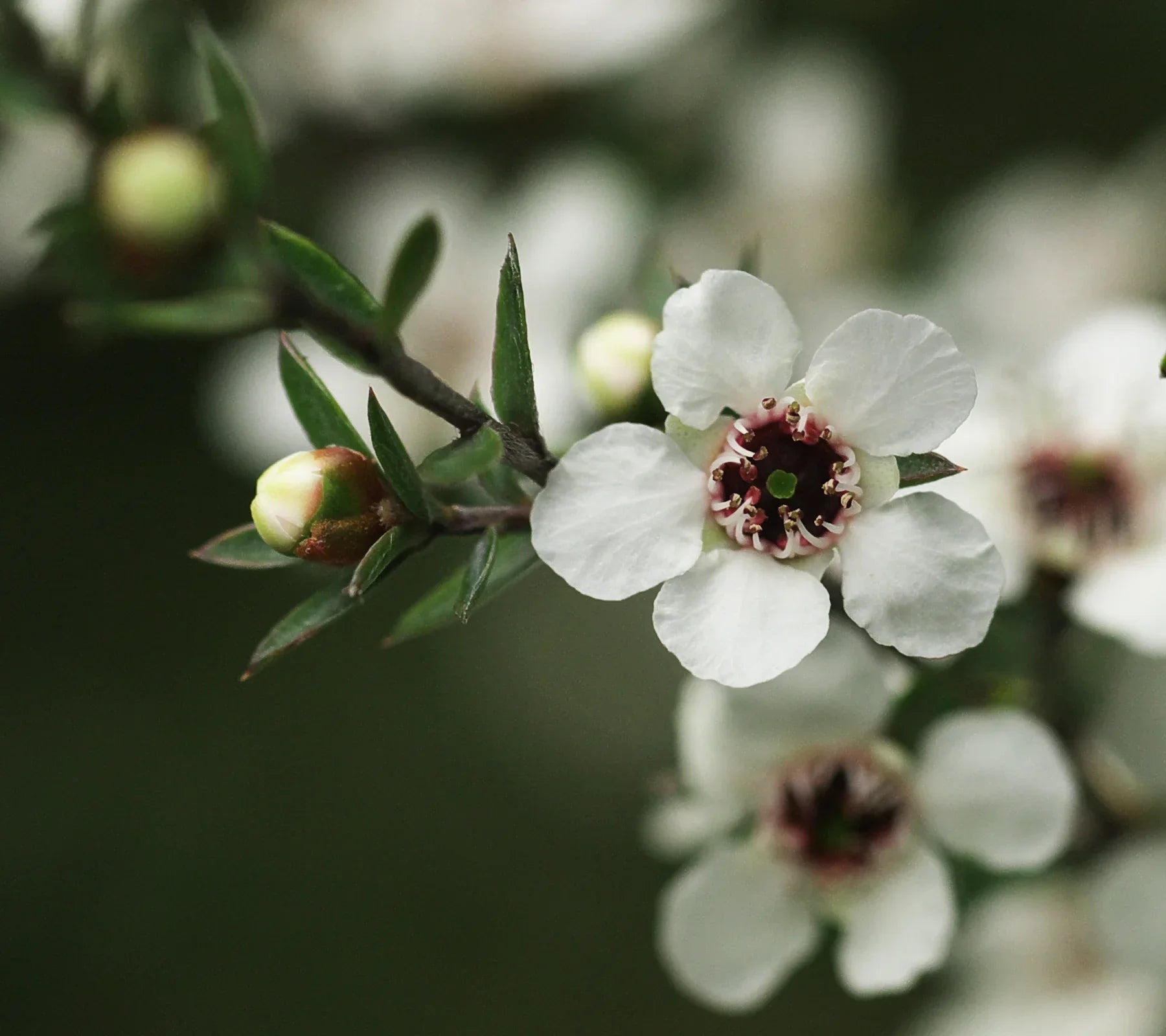 Miel de Manuka : l’ingrédient miracle pour une peau saine et éclatante