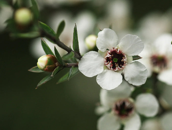 <h5><span style="text-decoration:underline">La fleur de Manuka </span></h5><h2>Une floraison rare au pouvoir naturel.</h2><p>Dans les hauteurs de Nouvelle-Zélande, où l’air est pur, la fleur de Manuka n’éclot que quelques semaines par an. </p><p>De cette floraison brève naît un nectar précieux : un miel riche, intense, et reconnu dans le monde entier pour ses propriétés naturelles exceptionnelles.</p>